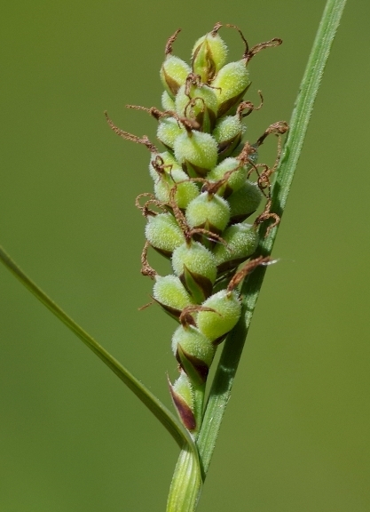 Pflanzenbild gross Filz-Segge - Carex tomentosa