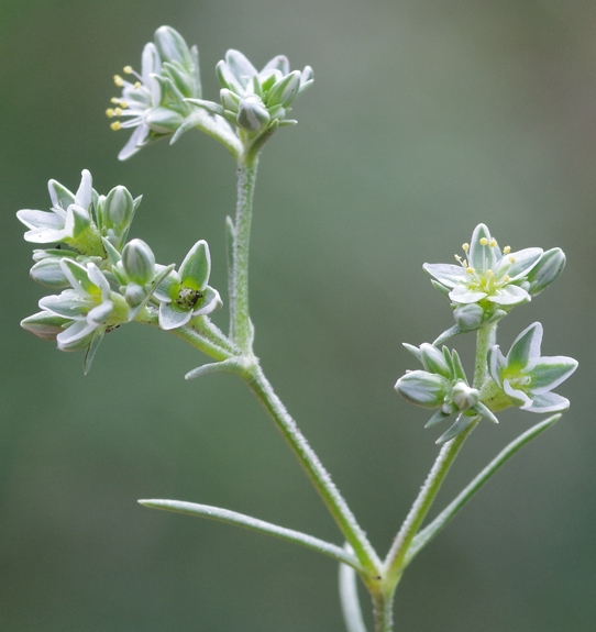 Pflanzenbild gross Ausdauernder Knäuel - Scleranthus perennis