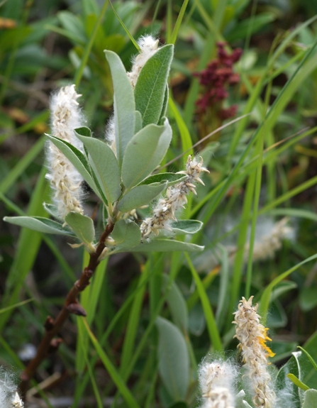 Pflanzenbild gross Schweizer Weide - Salix helvetica
