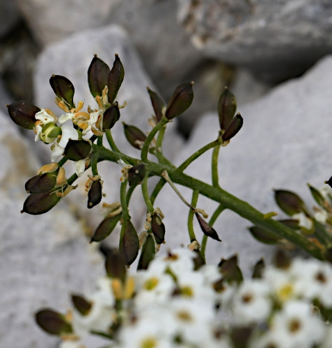 Pflanzenbild gross Gämskresse - Pritzelago alpina