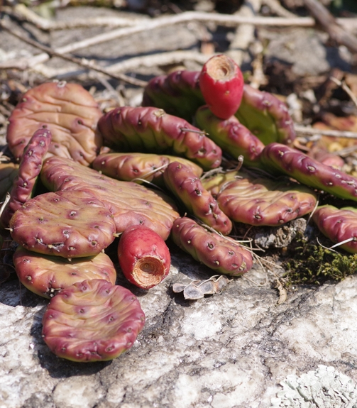 Pflanzenbild gross Gemeiner Feigenkaktus - Opuntia humifusa