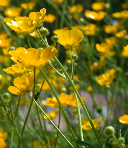 Pflanzenbild gross Scharfer Hahnenfuss - Ranunculus acris