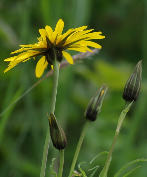 Pflanzenbild gross Wiesen-Bocksbart - Tragopogon pratensis
