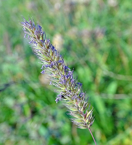 Pflanzenbild gross Behaartes Lieschgras - Phleum hirsutum
