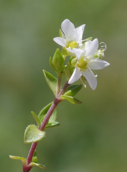 Pflanzenbild gross Wimper-Sandkraut - Arenaria ciliata