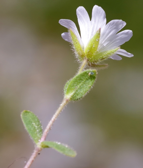 Pflanzenbild gross Einblütiges Hornkraut - Cerastium uniflorum
