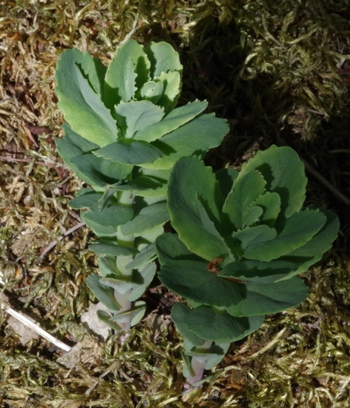 Pflanzenbild gross Riesen-Fettkraut - Sedum telephium