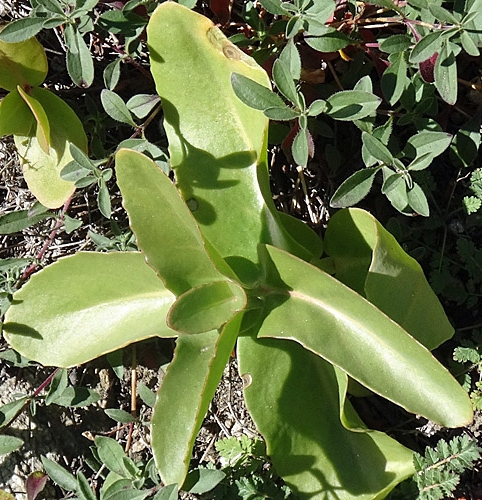 Pflanzenbild gross Riesen-Fettkraut - Sedum telephium