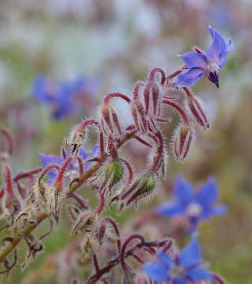 Pflanzenbild gross Borretsch - Borago officinalis