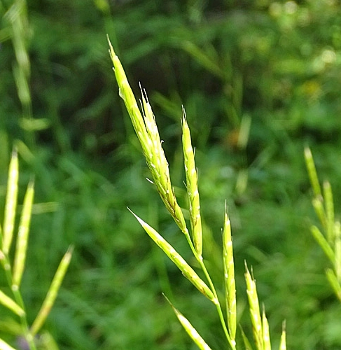 Pflanzenbild gross Fieder-Zwenke - Brachypodium pinnatum aggr.