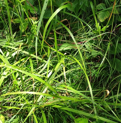 Pflanzenbild gross Fieder-Zwenke - Brachypodium pinnatum aggr.