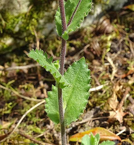 Pflanzenbild gross Alpen-Gänsekresse - Arabis alpina