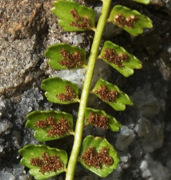 Pflanzenbild gross Grünstieliger Streifenfarn - Asplenium viride