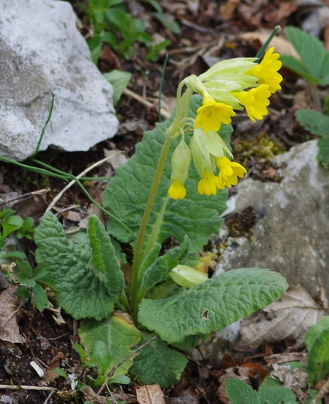 Pflanzenbild gross Frühlings-Schlüsselblume - Primula veris