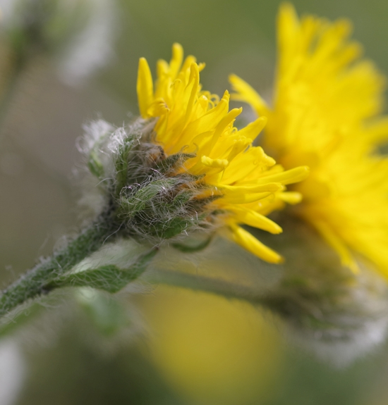 Pflanzenbild gross Zottiges Habichtskraut - Hieracium villosum