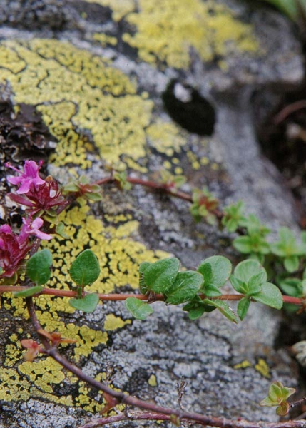 Pflanzenbild gross Gebirgs-Feld-Thymian - Thymus praecox subsp. polytrichus