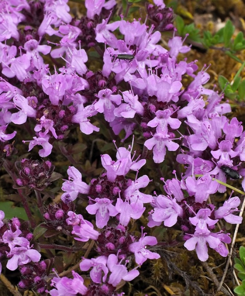 Pflanzenbild gross Feld-Thymian - Thymus serpyllum aggr.