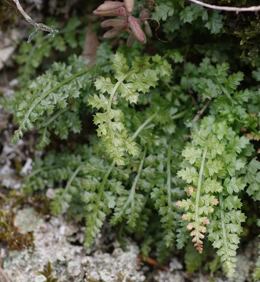 Pflanzenbild gross Quell-Streifenfarn - Asplenium fontanum