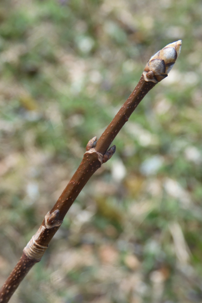 Pflanzenbild gross Schneeballblättriger Ahorn - Acer opalus