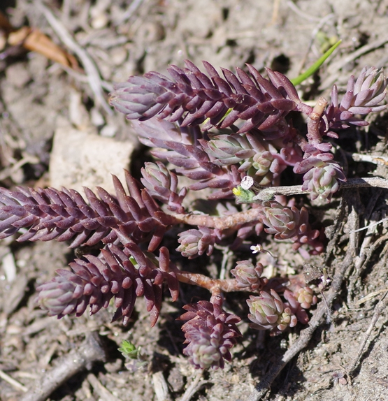 Pflanzenbild gross Gewöhnlicher Felsen-Mauerpfeffer - Sedum rupestre
