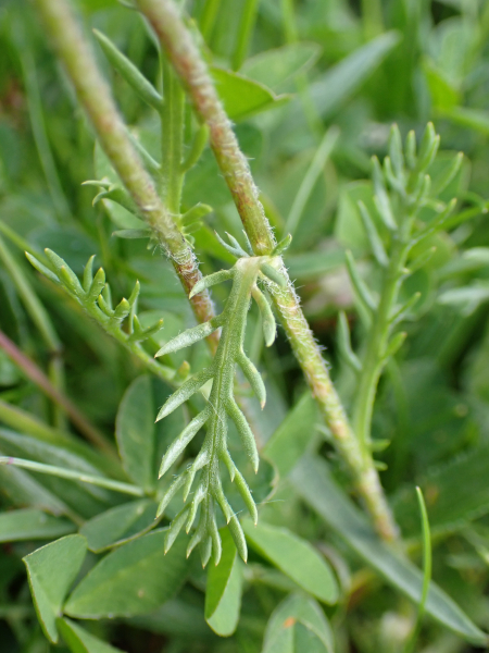 Pflanzenbild gross Schwarze Schafgarbe - Achillea atrata