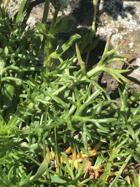 Pflanzenbild gross Moschus-Schafgarbe - Achillea erba-rotta subsp. moschata