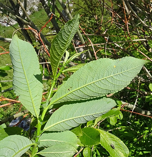 Pflanzenbild gross Grossblättrige Weide - Salix appendiculata