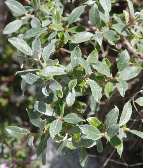 Pflanzenbild gross Seidenhaarige Weide - Salix glaucosericea