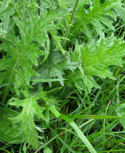 Pflanzenbild gross Knollige Kratzdistel - Cirsium tuberosum