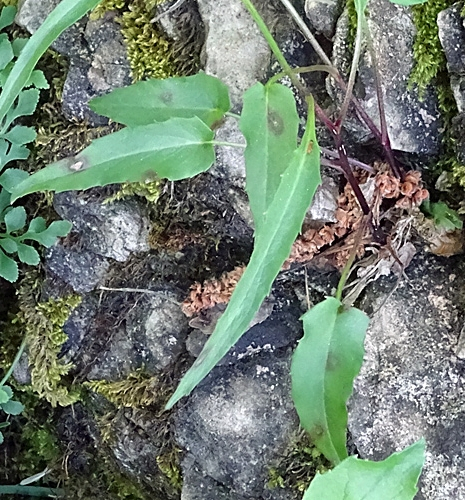Pflanzenbild gross Scheuchzers Rapunzel - Phyteuma scheuchzeri