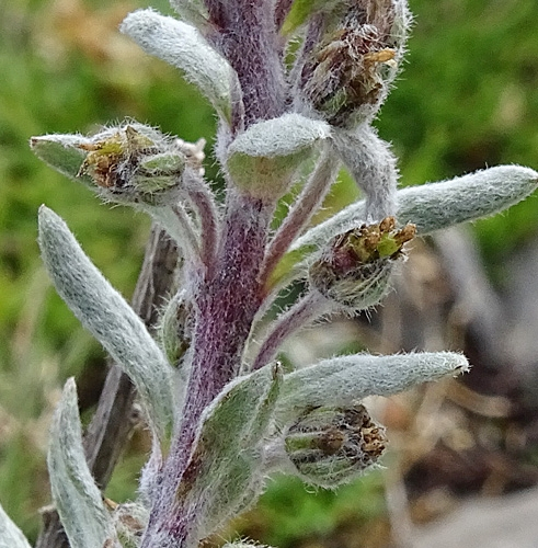 Pflanzenbild gross Ährige Edelraute - Artemisia genipi