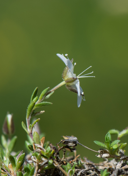 Pflanzenbild gross Wimper-Sandkraut - Arenaria ciliata