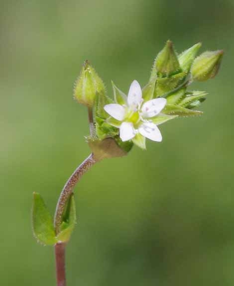 Pflanzenbild gross Gewöhnliches Quendelblättriges Sandkraut - Arenaria serpyllifolia