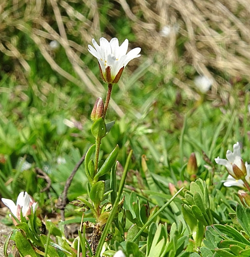 Pflanzenbild gross Dreigriffliges Hornkraut - Cerastium cerastoides