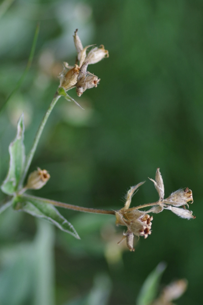 Pflanzenbild gross Jupiter-Lichtnelke - Silene flos-jovis