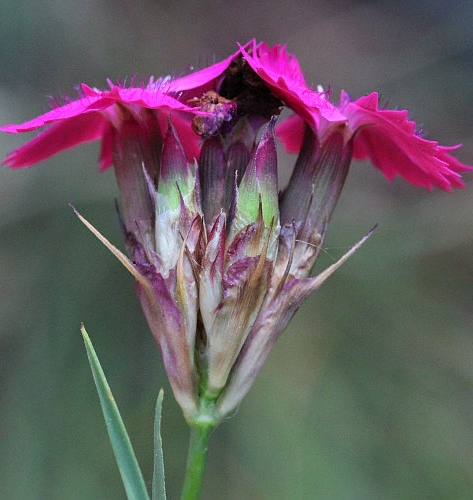Pflanzenbild gross Kartäuser-Nelke - Dianthus carthusianorum