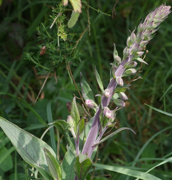 Pflanzenbild gross Roter Fingerhut - Digitalis purpurea