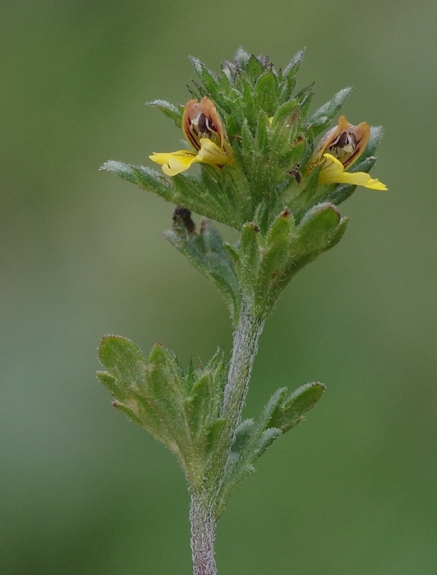 Pflanzenbild gross Zwerg-Augentrost - Euphrasia minima