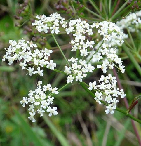 Pflanzenbild gross Gewöhnliche Kleine Bibernelle - Pimpinella saxifraga