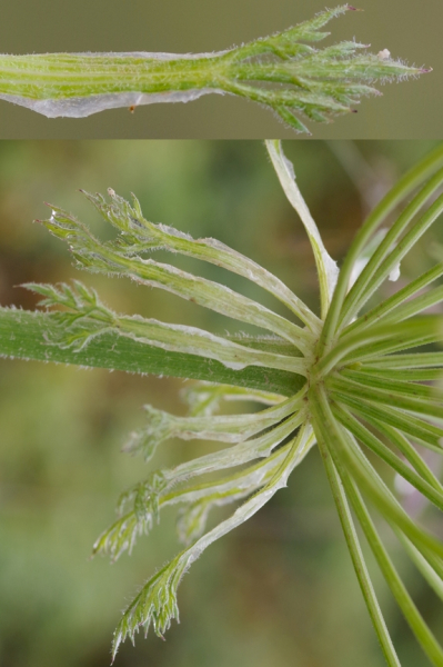Pflanzenbild gross Hallers Laserkraut - Laserpitium halleri