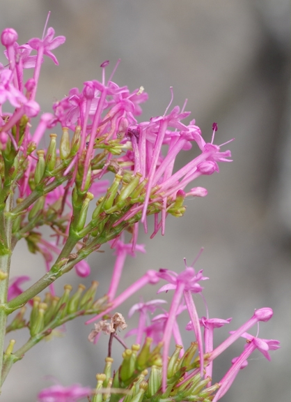 Pflanzenbild gross Rote Spornblume - Centranthus ruber