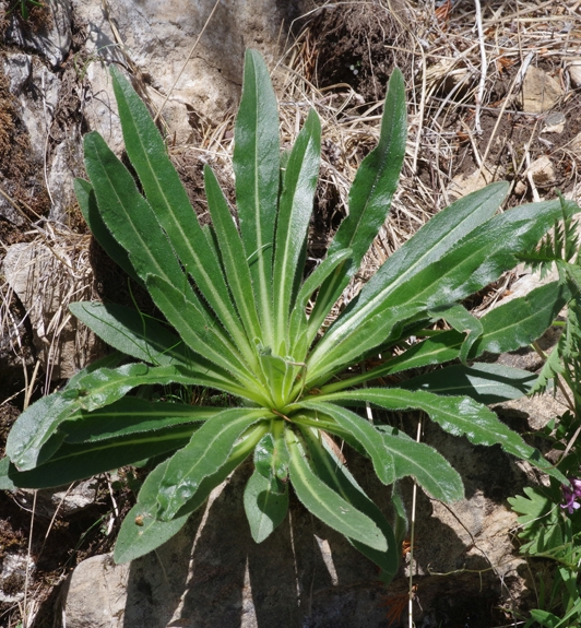 Pflanzenbild gross Straussblütige Glockenblume - Campanula thyrsoides