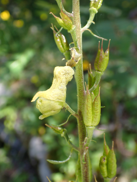Pflanzenbild gross Gelber Eisenhut - Aconitum lycoctonum