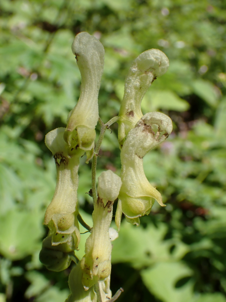 Pflanzenbild gross Gelber Eisenhut - Aconitum lycoctonum