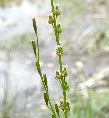 Pflanzenbild gross Sumpf-Dreizack - Triglochin palustris