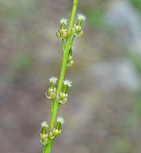 Pflanzenbild gross Sumpf-Dreizack - Triglochin palustris