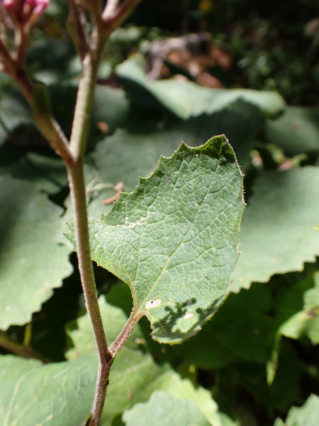 Pflanzenbild gross Kahler Alpendost - Adenostyles alpina