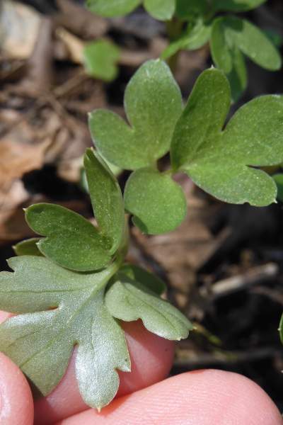 Pflanzenbild gross Bisamkraut - Adoxa moschatellina