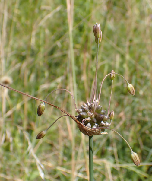 Pflanzenbild gross Ross-Lauch - Allium oleraceum