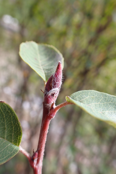 Pflanzenbild gross Felsenmispel - Amelanchier ovalis